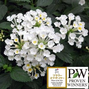 クリスマスローズ 原種 チベタヌス 3年生実生苗（甘粛省）H