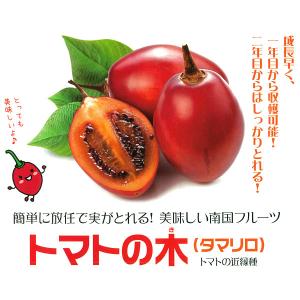 果樹の苗 26年4月下旬予約 タマリロ（トマトの木）3.5号ポット