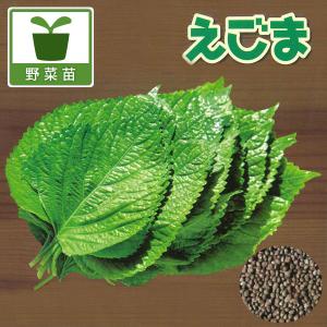 野菜の苗 26年5月中下旬予約 えごま 黒種品種3号ポット