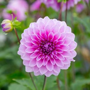 草花の苗 26年5月中下旬予約 ガッツァリア ダブルピンク4号ポット