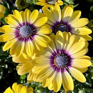 日本花キ流通 予約販売 ダリア 苗 銅葉ぷちダリア ピュアリップ 10.5cm