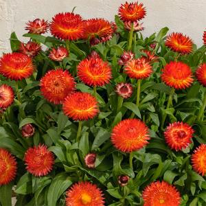 サントリー コロロ ブラッドオレンジ 3 5号ポット苗 寄せ植え 花壇 Cololo1 グリーンプラザ山長 通販 Yahoo ショッピング