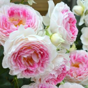 珍しいバラ苗 花の苗 の商品一覧 苗 花 ガーデニング 通販 Yahoo ショッピング