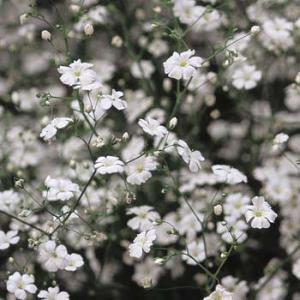 かすみ草 苗の商品一覧 通販 Yahoo ショッピング