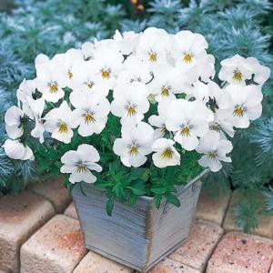 ビオラ 苗 セット 花の苗 の商品一覧 苗 花 ガーデニング 通販 Yahoo ショッピング