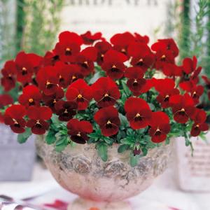 ビオラ 寄せ植えのランキングtop65 人気売れ筋ランキング Yahoo ショッピング