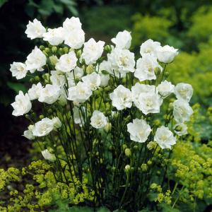 カンパニュラ 苗の商品一覧 通販 Yahoo ショッピング