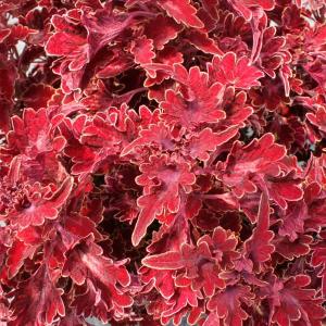 ディクソニア アンタルクティカ 4号ポット苗 爆買 : 苗木部 花ひろば