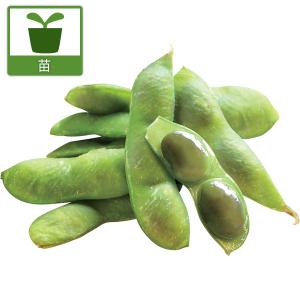 野菜の苗 26年5月中下旬予約 枝豆 丹波黒豆（たんばくろまめ）3号ポット苗