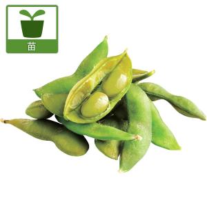 野菜の苗 26年5月中下旬予約 枝豆 香り茶豆（かおりちゃまめ）3号ポット苗