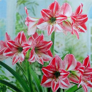 アマリリス 鉢植えの商品一覧 通販 Yahoo ショッピング