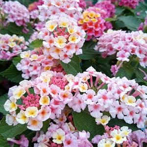 PWのスーパーランタナ トロピカルサンセット 3号 (直径9cm) ポット苗 1