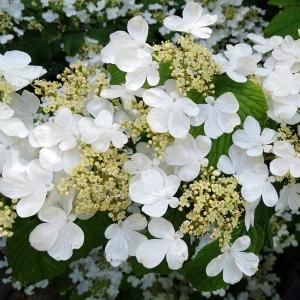 ビバーナム スノーボール 花の苗 の商品一覧 苗 花 ガーデニング 通販 Yahoo ショッピング