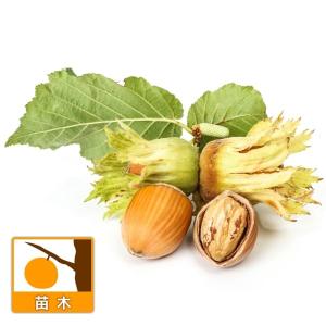 イチジク エバービーリング 1年生12cmポット苗 : 吉瀬園芸 - 通販