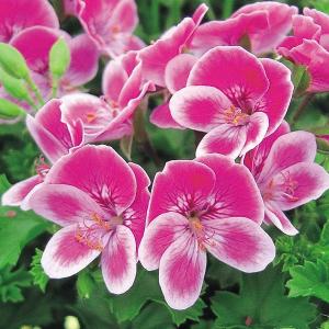 22年3月中下旬予約 ペラルゴニウム アリスト パープルストライプ5号ポット 1246 園芸ネット 予約専用サイト 通販 Yahoo ショッピング