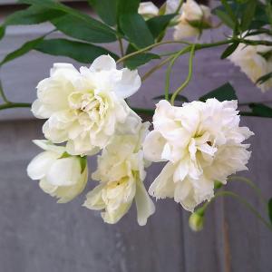 モッコウバラ 苗 の商品一覧 花 ガーデニング 通販 Yahoo ショッピング