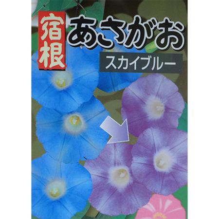 草花の苗/24年5月中下旬予約 宿根朝顔：スカイブルー3号ポット