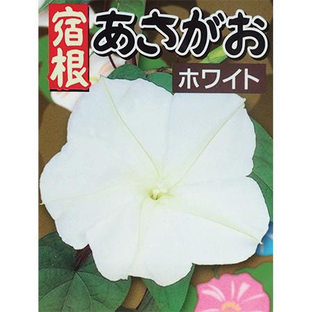 草花の苗/24年5月中下旬予約 宿根朝顔：ホワイト3号ポット