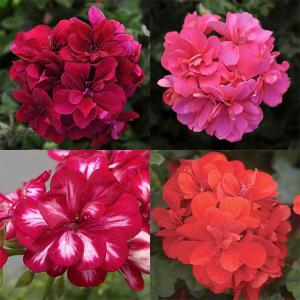 アイビーゼラニウム 種の商品一覧 通販 Yahoo ショッピング