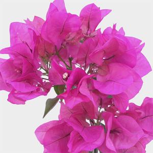 ブーゲンビリア 苗 花 ガーデニング の商品一覧 通販 Yahoo ショッピング