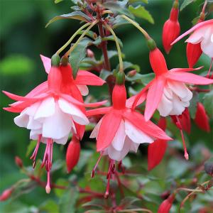 フクシア 花の苗 の商品一覧 苗 花 ガーデニング 通販 Yahoo ショッピング