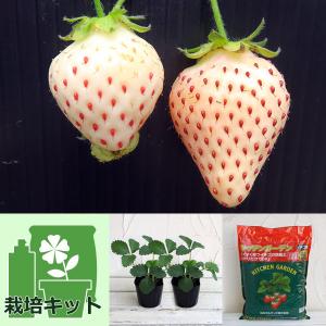 白いちご 苗 の商品一覧 花 ガーデニング 通販 Yahoo ショッピング