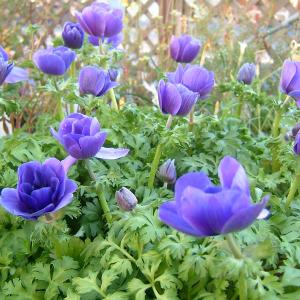 アネモネ 苗の商品一覧 通販 Yahoo ショッピング