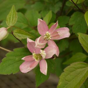 クレマチスの苗 26年2月中下旬予約 クレマチス ブロートンスター4号ポット（モンタナ系）