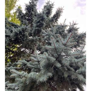 希少　プンゲンストウヒ　ホプシー 無農薬シルバー銀青色の葉 希少プンゲンストウヒ ホプシー切り枝