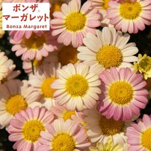 草花の苗 26年2月中下旬予約 ボンザマーガレット ピンクレモネード3.5号ポット(R)