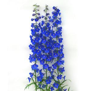 草花の苗/23年9月中下旬 デルフィニウム：アルデブルー3.5号ポット