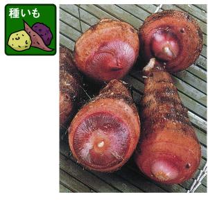 野菜の苗 26年4月下旬予約 サトイモ セレベス(種芋)500g