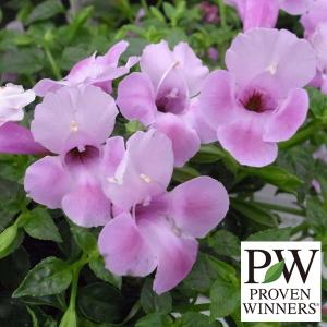 草花の苗 26年4月上旬予約 スーパートレニア カタリーナピンクリバー3号ポット