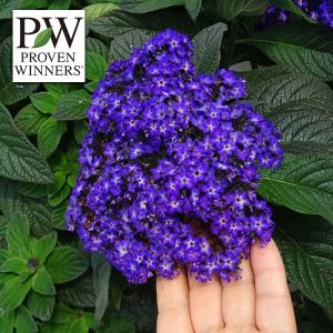 草花の苗 26年4月上旬予約 ヘリオトロープ ブライドブルー3号ポット