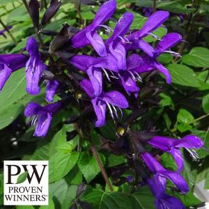 草花の苗 26年4月上旬予約 スーパーサルビア ロックンロール ディープパープル3号ポット