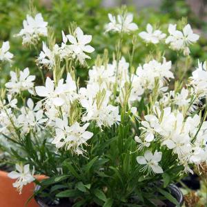 草花の苗 26年3月中下旬予約 コンパクトガウラ（白蝶草） イノセントフェアリー3-3.5号ポット