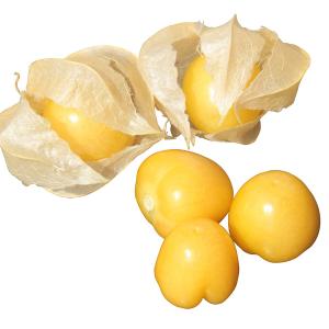 野菜の苗 26年4月下旬予約 食用ホオズキ プチあまっ(R)3号ポット