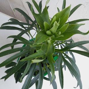 クリスマスローズ 原種の商品一覧 通販 Yahoo ショッピング