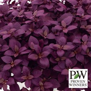 草花の苗 26年4月下旬予約 アルテルナンセラ リトルロマンス3-3.5号ポット