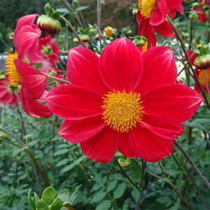 草花の苗 26年5月中下旬予約 ガッツァリア レッド4号ポット