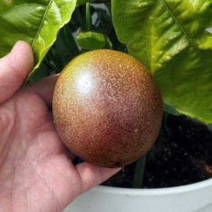 大実マルベリー 桑の木 15cmポット苗木 F 172 花と緑の専門店 土っ子倶楽部 通販 Yahoo ショッピング