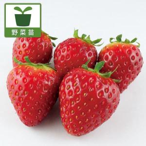 いちご出品 日本花キ流通 予約販売 選べるイチゴ 苗 9cmポット いちご 苺
