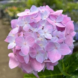 アジサイ 苗 苗木 マジカルクリムゾンブルーPVP 1株 / ハイドランジア