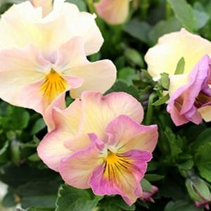 ビオラ 寄せ植えのランキングtop42 人気売れ筋ランキング Yahoo ショッピング