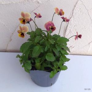 ビオラ ピンクの商品一覧 通販 Yahoo ショッピング