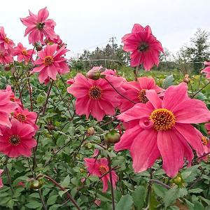 草花の苗 26年5月中下旬予約 ガッツァリア フラミンゴ4号ポット