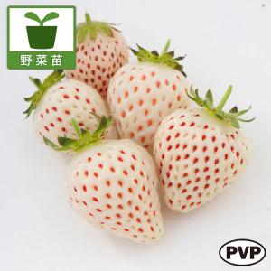 白いちご 苗 の商品一覧 花 ガーデニング 通販 Yahoo ショッピング