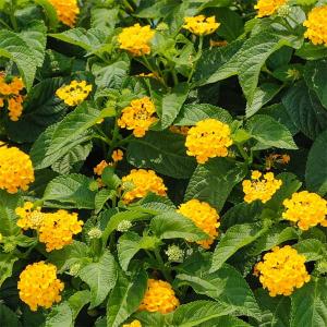 草花の苗 26年4月下旬予約 ランタナ ランタナンテ コンパクトイエロー3.5号ポット