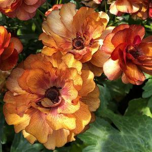 草花の苗/23年1月中下旬 ラナンキュラス：ラックス　サティロス3.5〜4号ポット