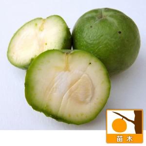 果樹苗 ホワイトサポテ ルーク 1株 : 花と緑 国華園 - 通販 - Yahoo